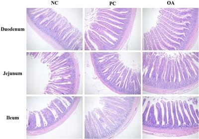 Organic Acids as Alternatives for Antibiotic Growth Promoters Alter the Intestinal Structure and Microbiota and Improve the Growth Performance in Broilers